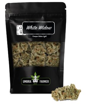 White-Widow